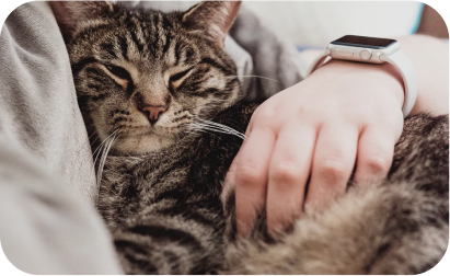 cat images
